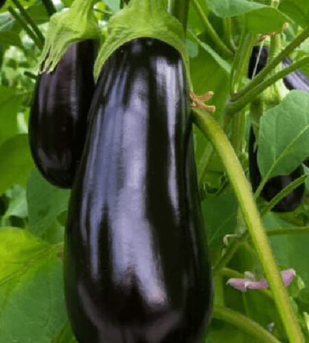 اسود متحركة