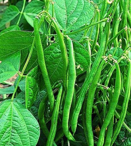 فاصوليا خصراء متحرك